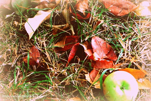 Shades of Autumn Photo Challenge