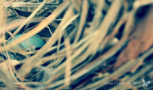 Nest {Living Outside the Stacks}