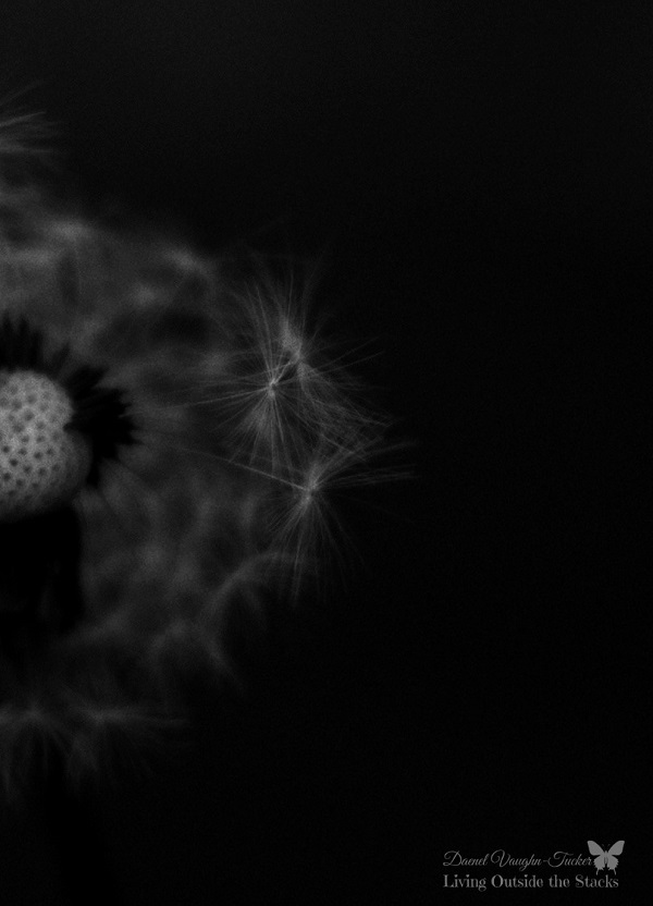 Dandelion {Living Outside the Stacks} #OurProject52