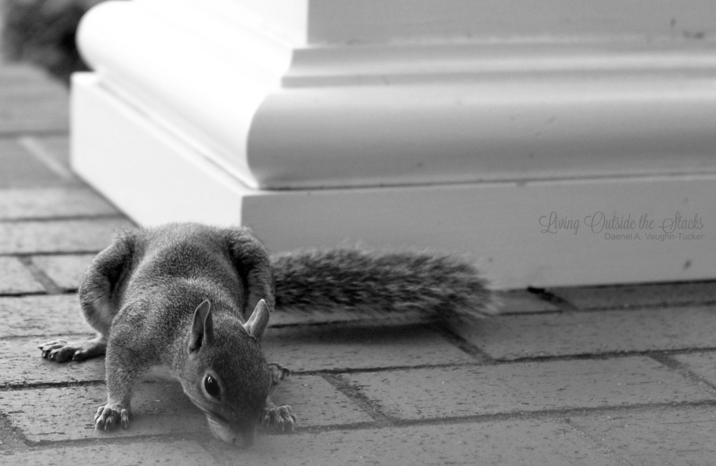 Porch Licking Squirrel {living outside the stacks}