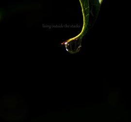 Leaf with Water Droplet {living outside the stacks}