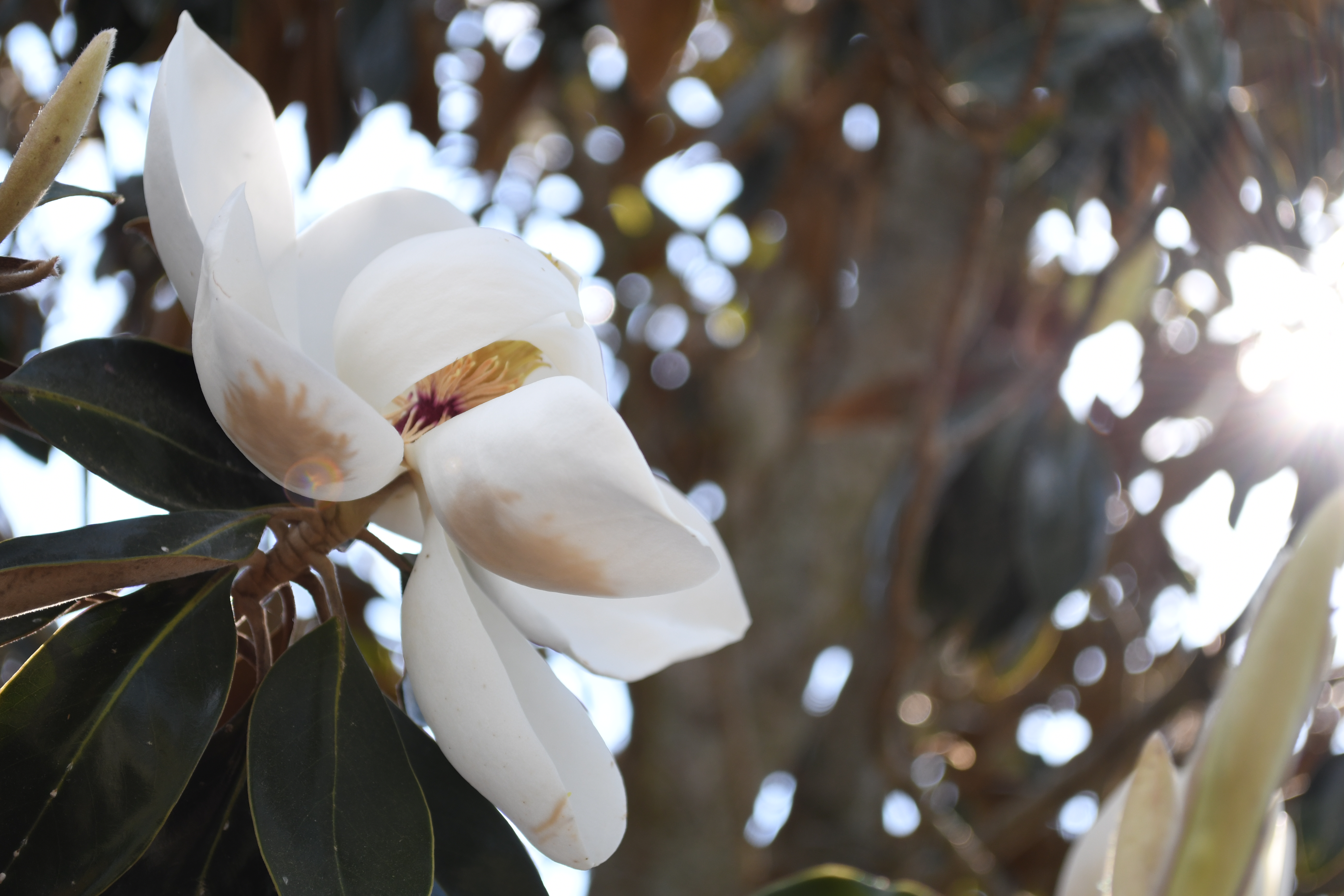 Week 19 Magnolia Flower Unedited {living outside the stacks}