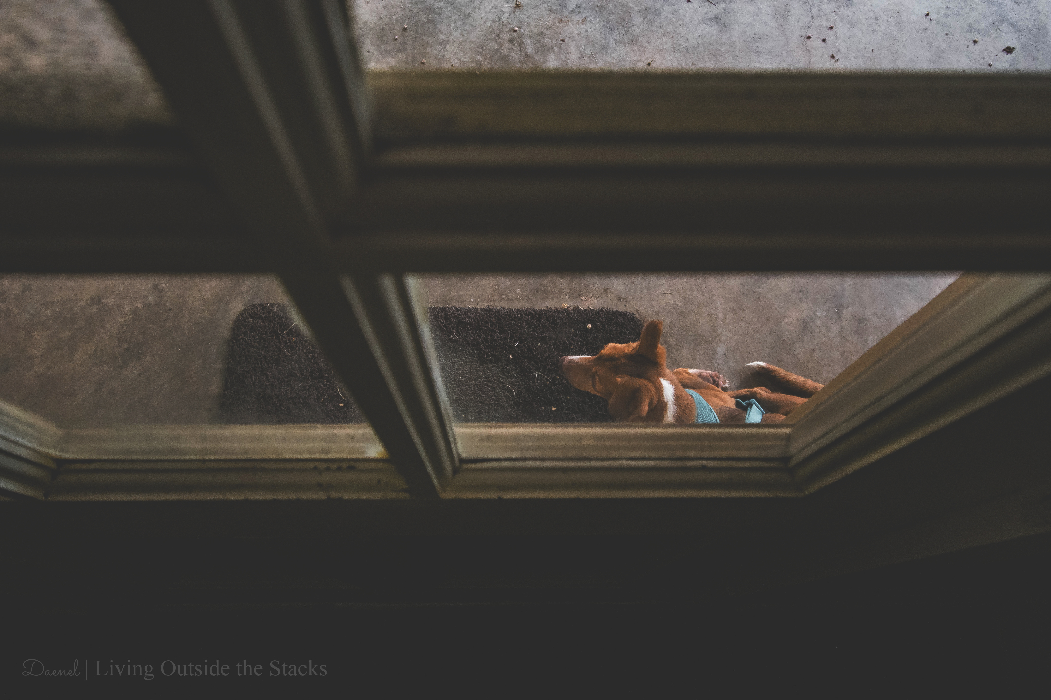 Bleu Chrys {living outside the stacks} #BleuChrys #AdoptDontShop