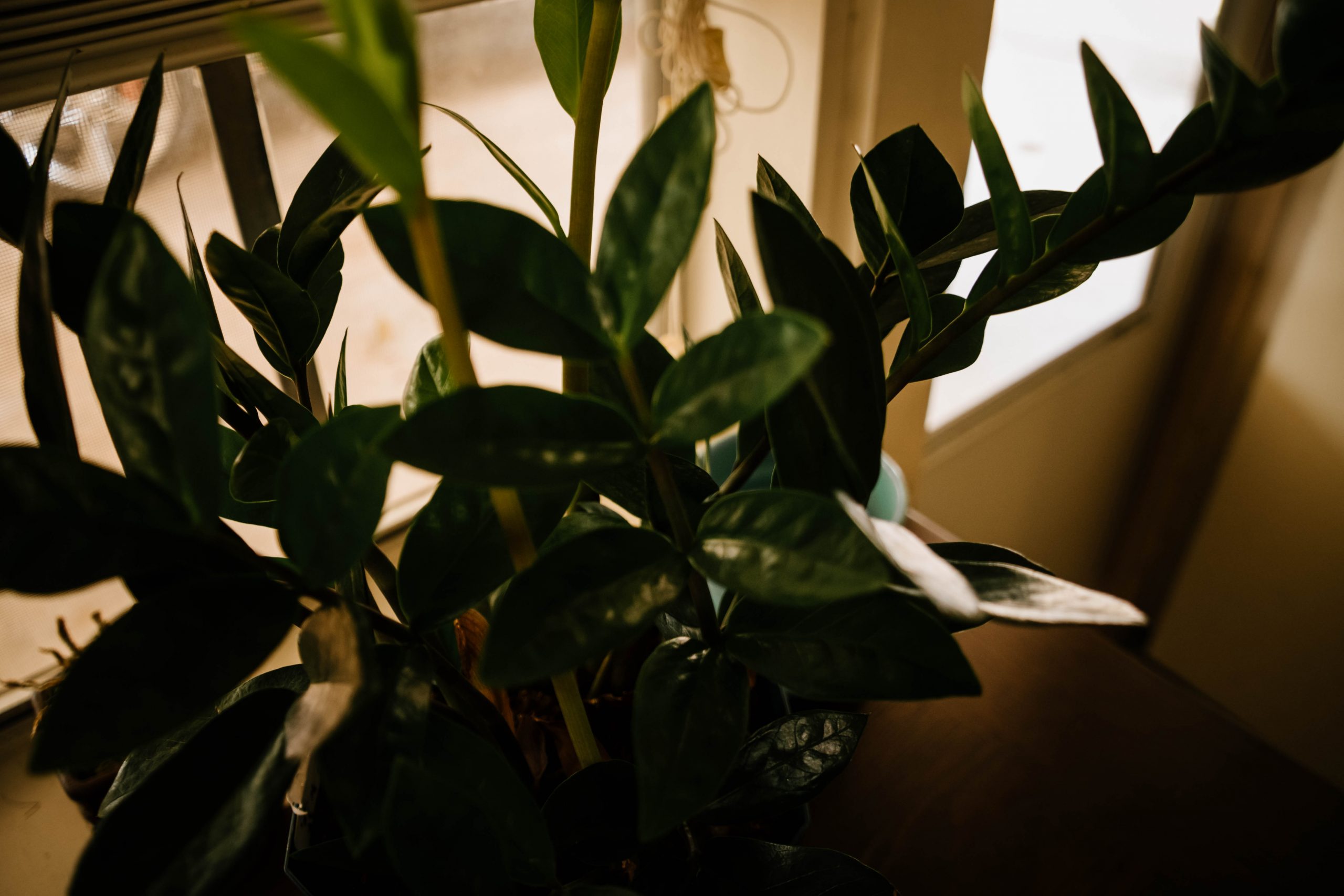 Rescued Plant {living outside the stacks}