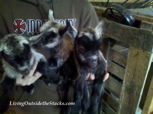 The Baby Goats