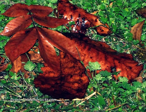 Brown Leaves