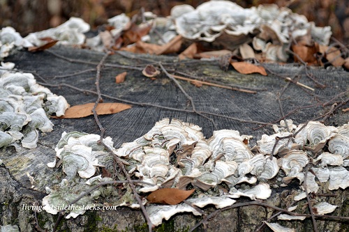 Shades of Autumn Photo Challenge: Brown Fungus