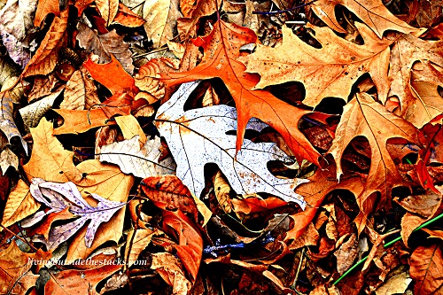 Shades of Autumn Photo Challenge: Orange Leaves