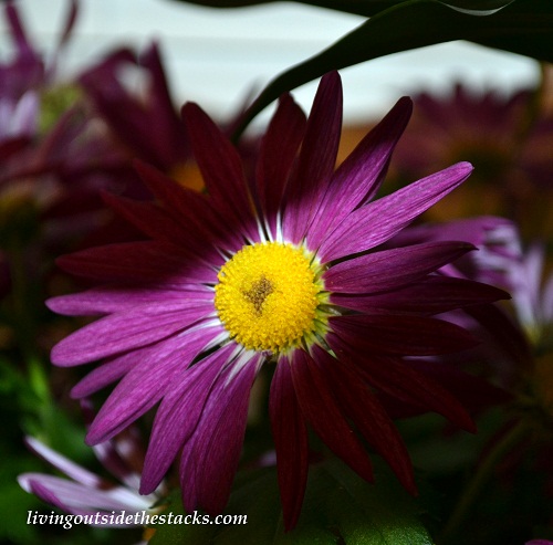 Shades of Autumn Photo Challenge: Purple Flower
