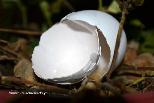 Shades of Autumn Photo Challenge: Cracked Egg