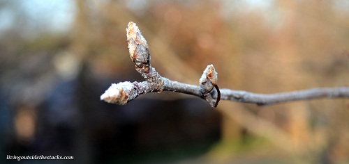 Frost Covered Branch