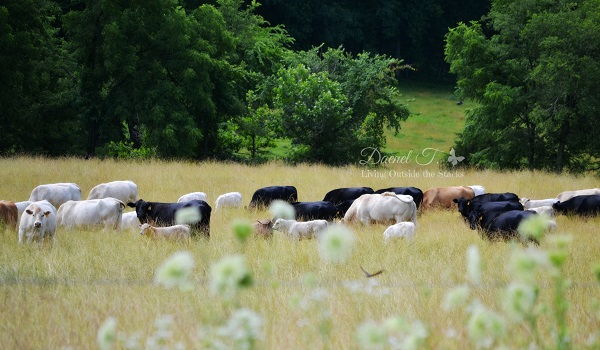 Cows #OurProject52 #VisitCape {Living Outside the Stacks}