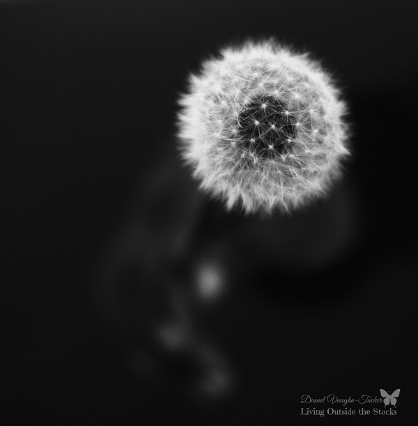 Dandelion  {Living Outside the Stacks} #OurProject52