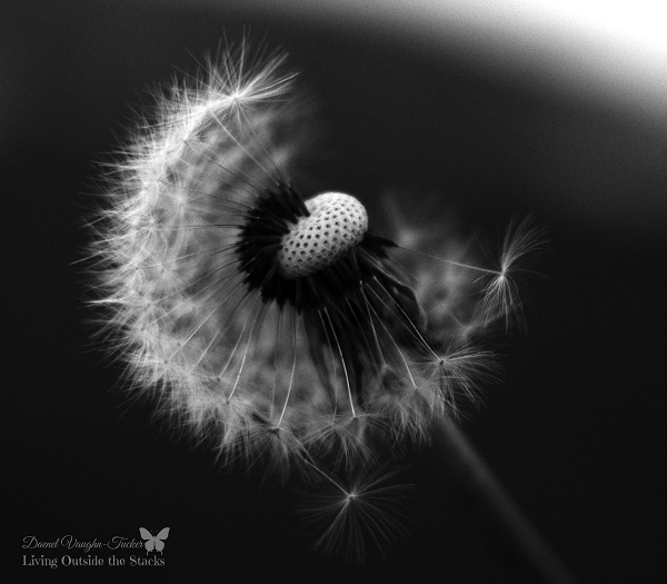 Dandelion  {Living Outside the Stacks} #OurProject52