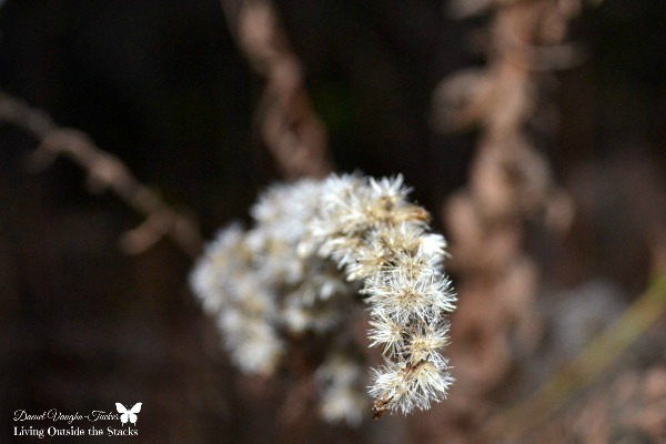 Out of Focus Goldenrod {Living Outside the Stacks} #OurProject52