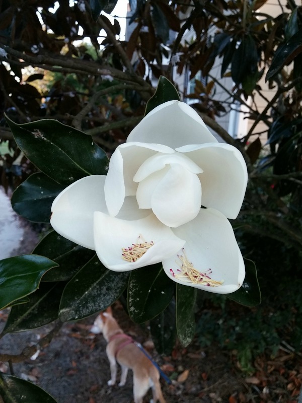 Magnolia Blossom {Living Outside the Stacks}