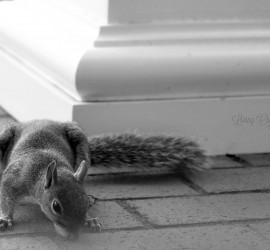 Porch Licking Squirrel {living outside the stacks}