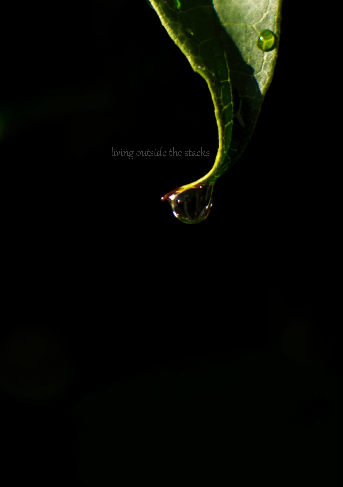 Leaf with Water Droplet {living outside the stacks}