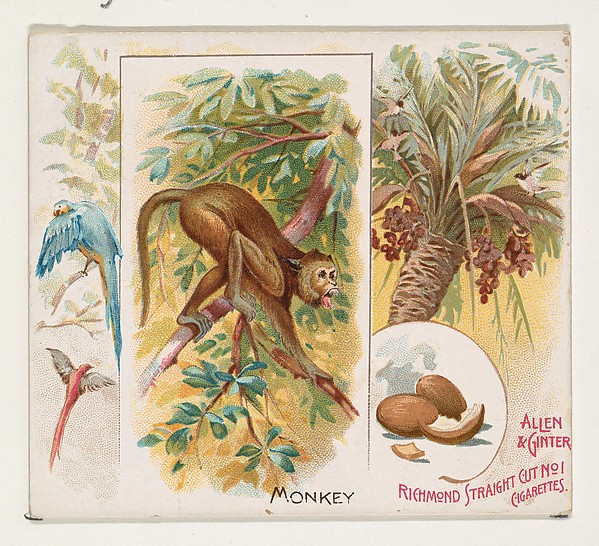 Monkey from Quadrupeds series (N41) for Allen and Ginter Cigarettes from The Met (public domain) #StyleImitatingArt