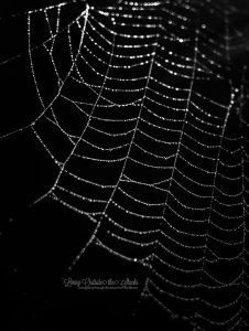 1 May Spiderweb {living outside the stacks} Follow me on Instagram @DaenelT