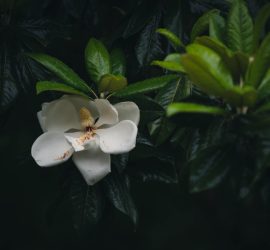Magnolia Flower {living outside the stacks}