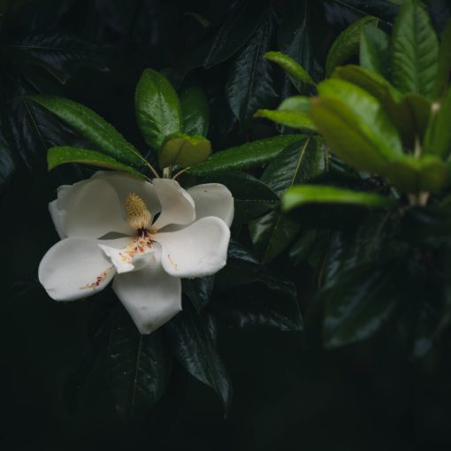 Magnolia Flower {living outside the stacks}