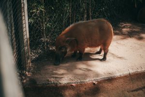 Zoo Boo 9 {living outside the stacks} Follow @livingoutsidethestacksphoto on Instagram