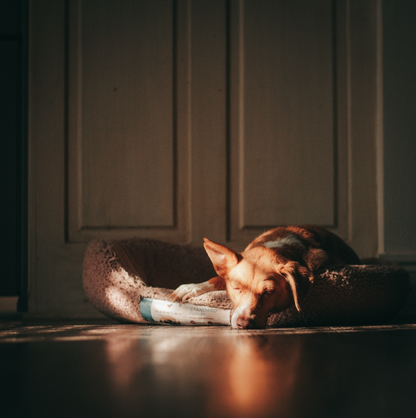 Picture of Brown Dog in Sunlight {living outside the stacks} Follow @DaenelT on Instagram