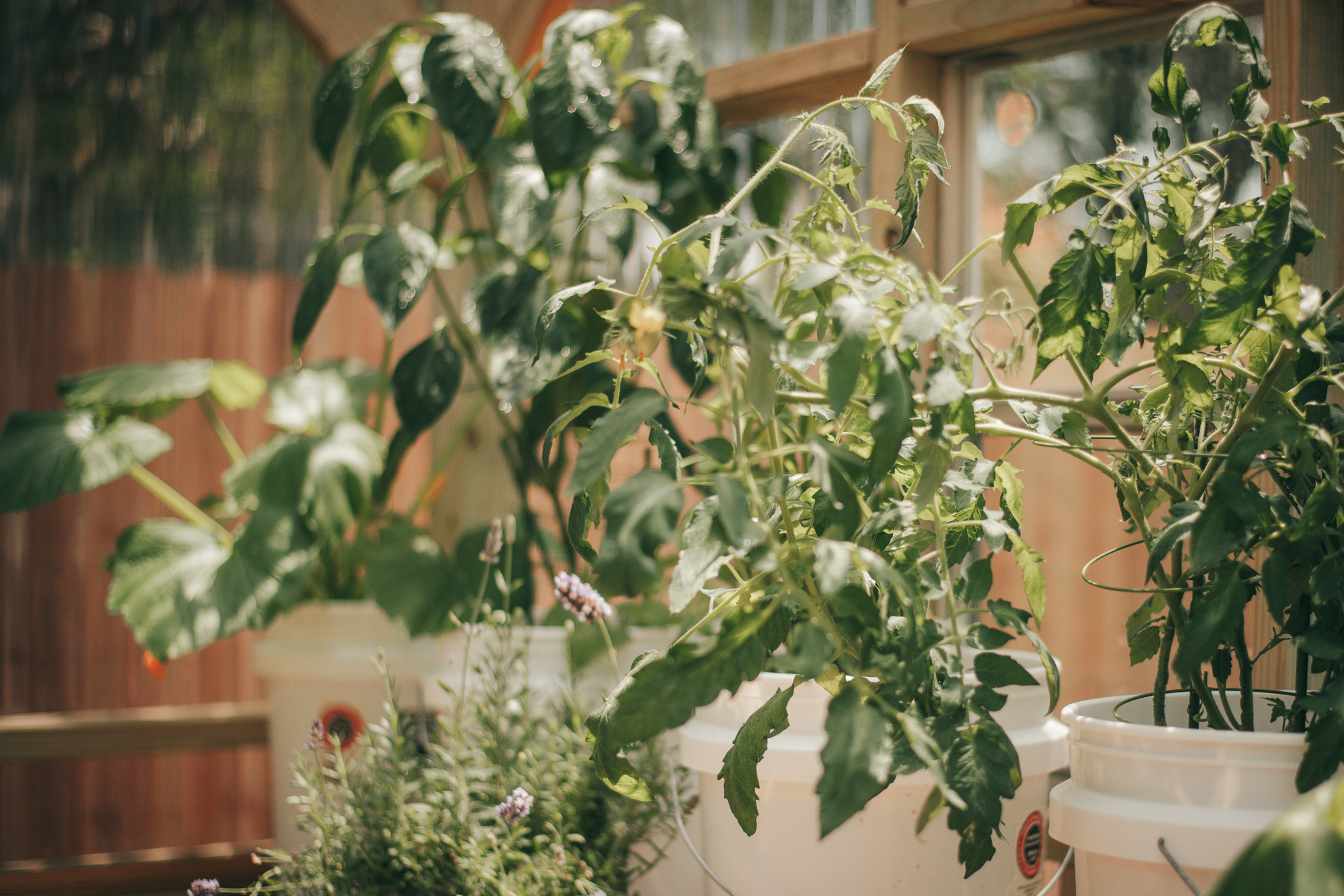 Get Ready to Grow My Greenhouse {living outside the stacks} Follow @DaenelT on Instagram #BlackGardener #ContainerGarden #Gardener #Greenhouse #Librarianotographer #LivingOutsideTheStacks #TeamLOTS #VegetableGarden