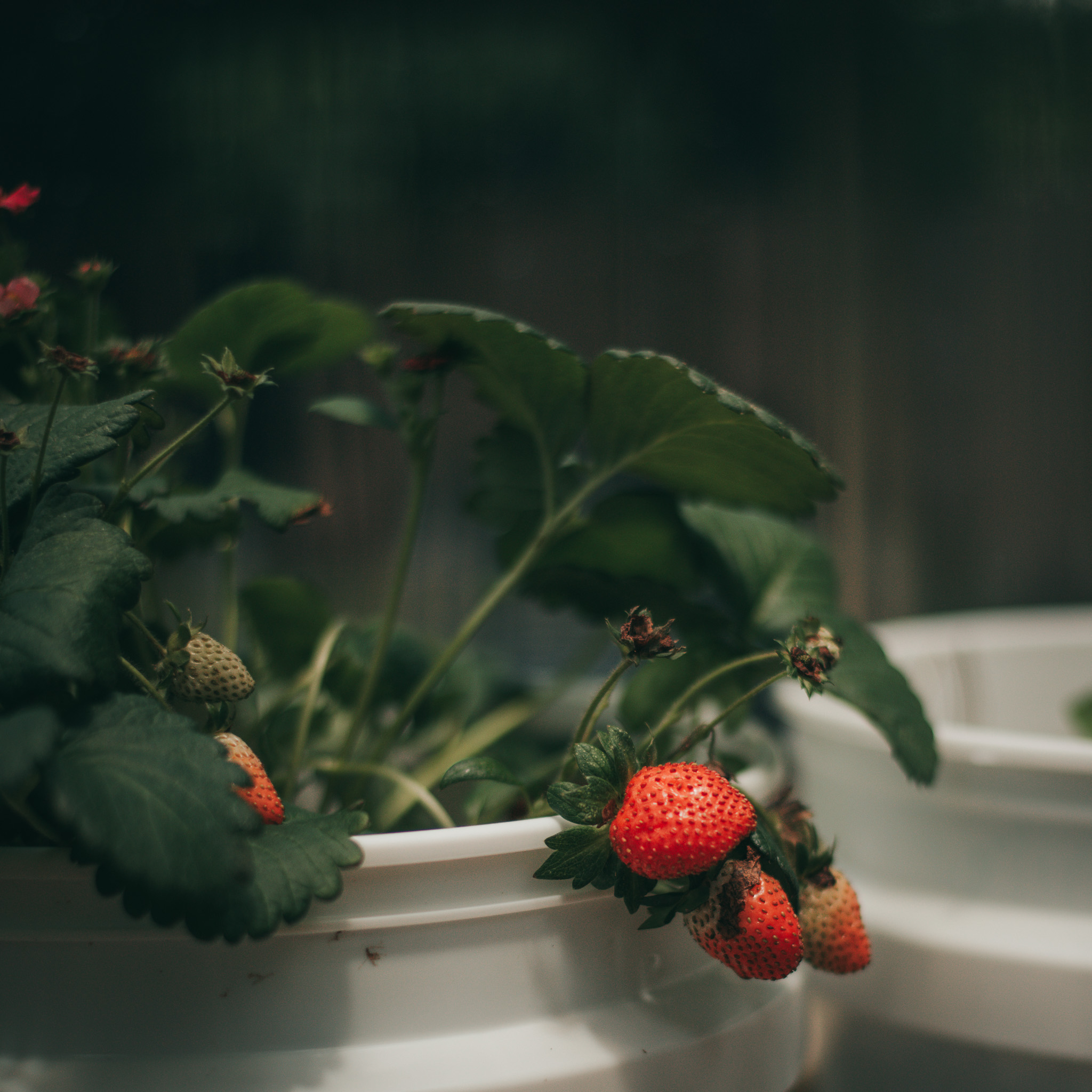 Get Ready to Grow My Greenhouse {living outside the stacks} Follow @DaenelT on Instagram #BlackGardener #ContainerGarden #Gardener #Greenhouse #Librarianotographer #LivingOutsideTheStacks #TeamLOTS #VegetableGarden