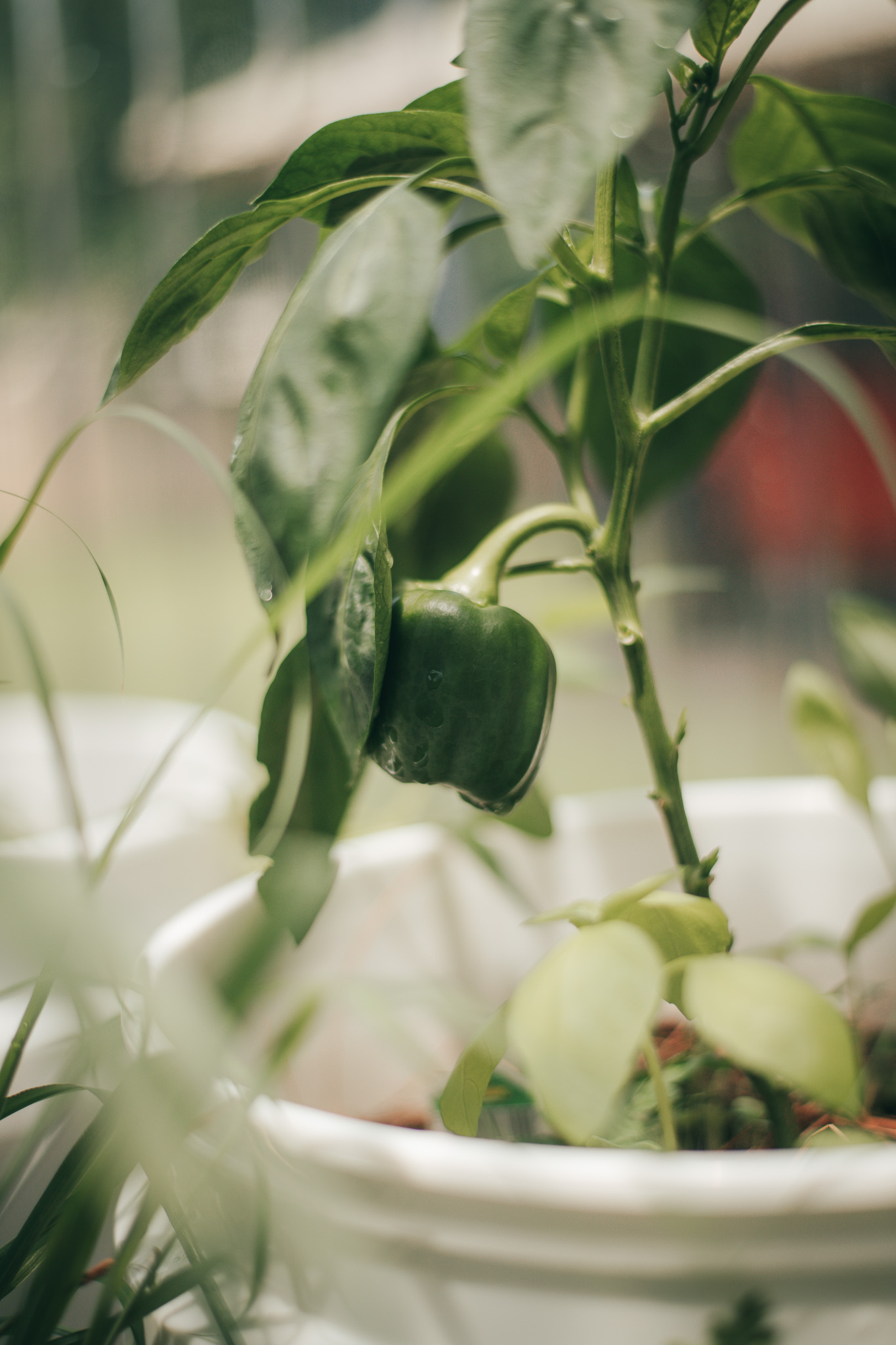 Get Ready to Grow My Greenhouse {living outside the stacks} Follow @DaenelT on Instagram #BlackGardener #ContainerGarden #Gardener #Greenhouse #Librarianotographer #LivingOutsideTheStacks #TeamLOTS #VegetableGarden