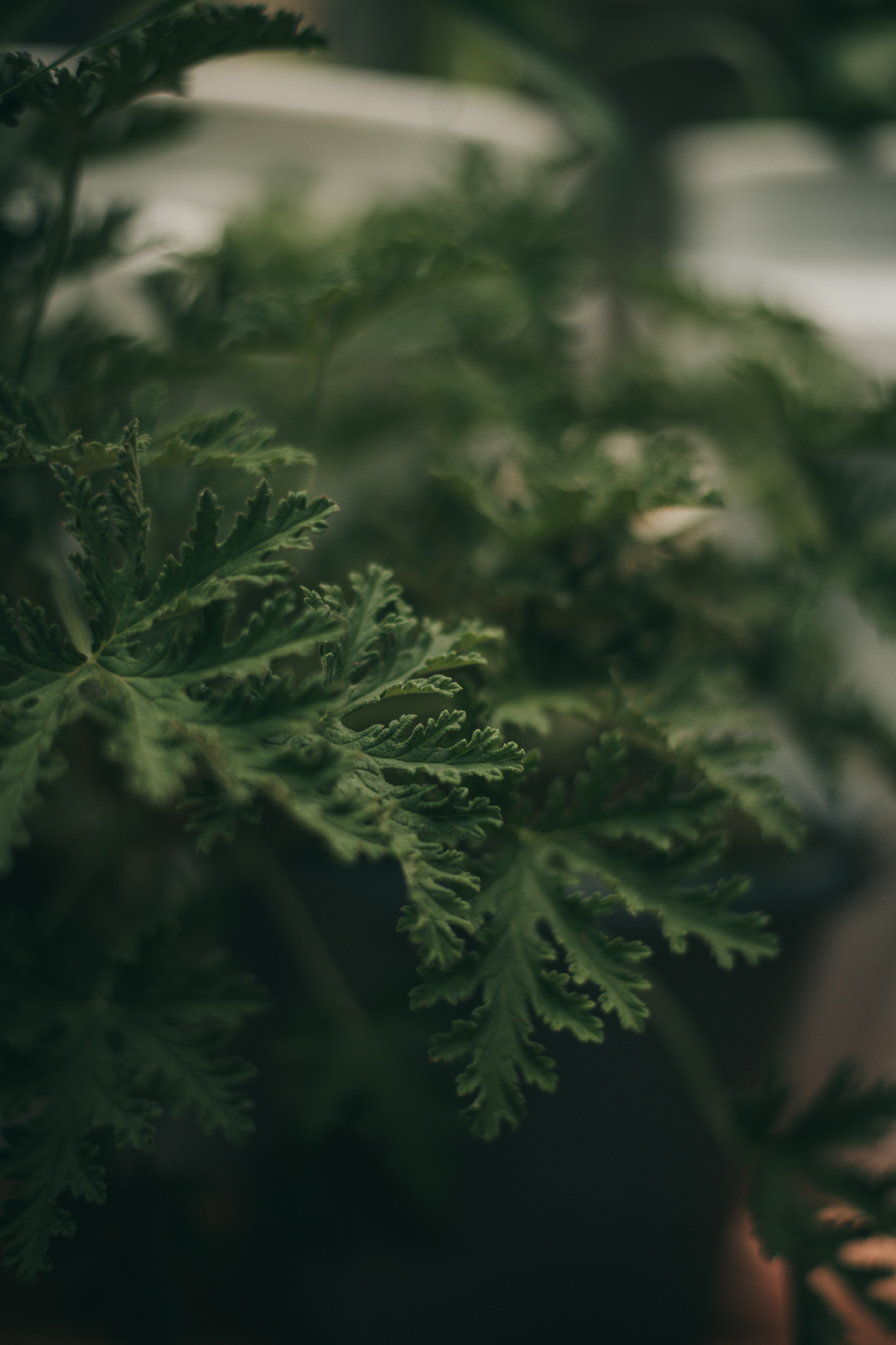 Get Ready to Grow My Greenhouse {living outside the stacks} Follow @DaenelT on Instagram #BlackGardener #ContainerGarden #Gardener #Greenhouse #Librarianotographer #LivingOutsideTheStacks #TeamLOTS #VegetableGarden