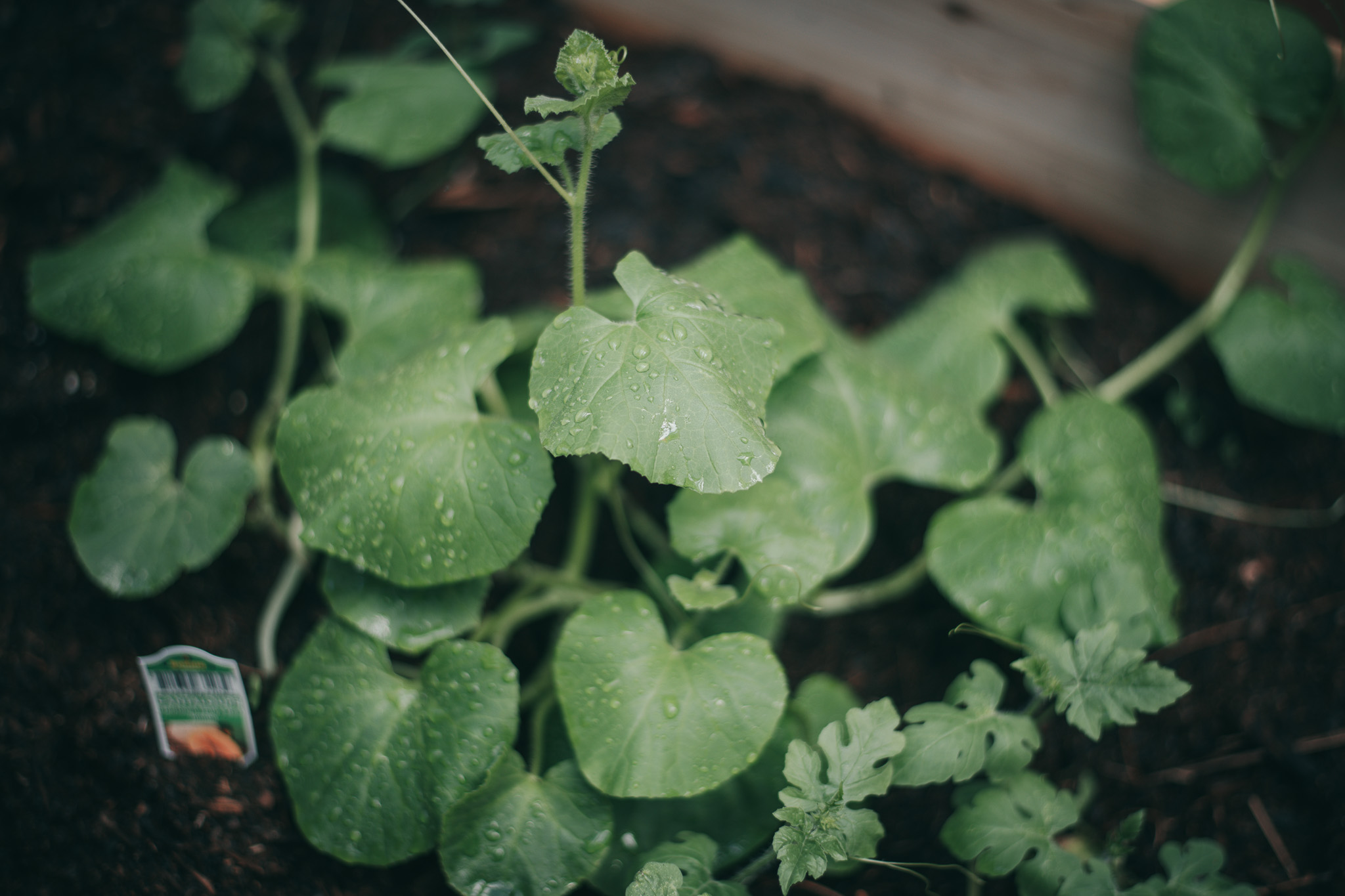 Get Ready to Grow My Greenhouse {living outside the stacks} Follow @DaenelT on Instagram #BlackGardener #ContainerGarden #Gardener #Greenhouse #Librarianotographer #LivingOutsideTheStacks #TeamLOTS #VegetableGarden