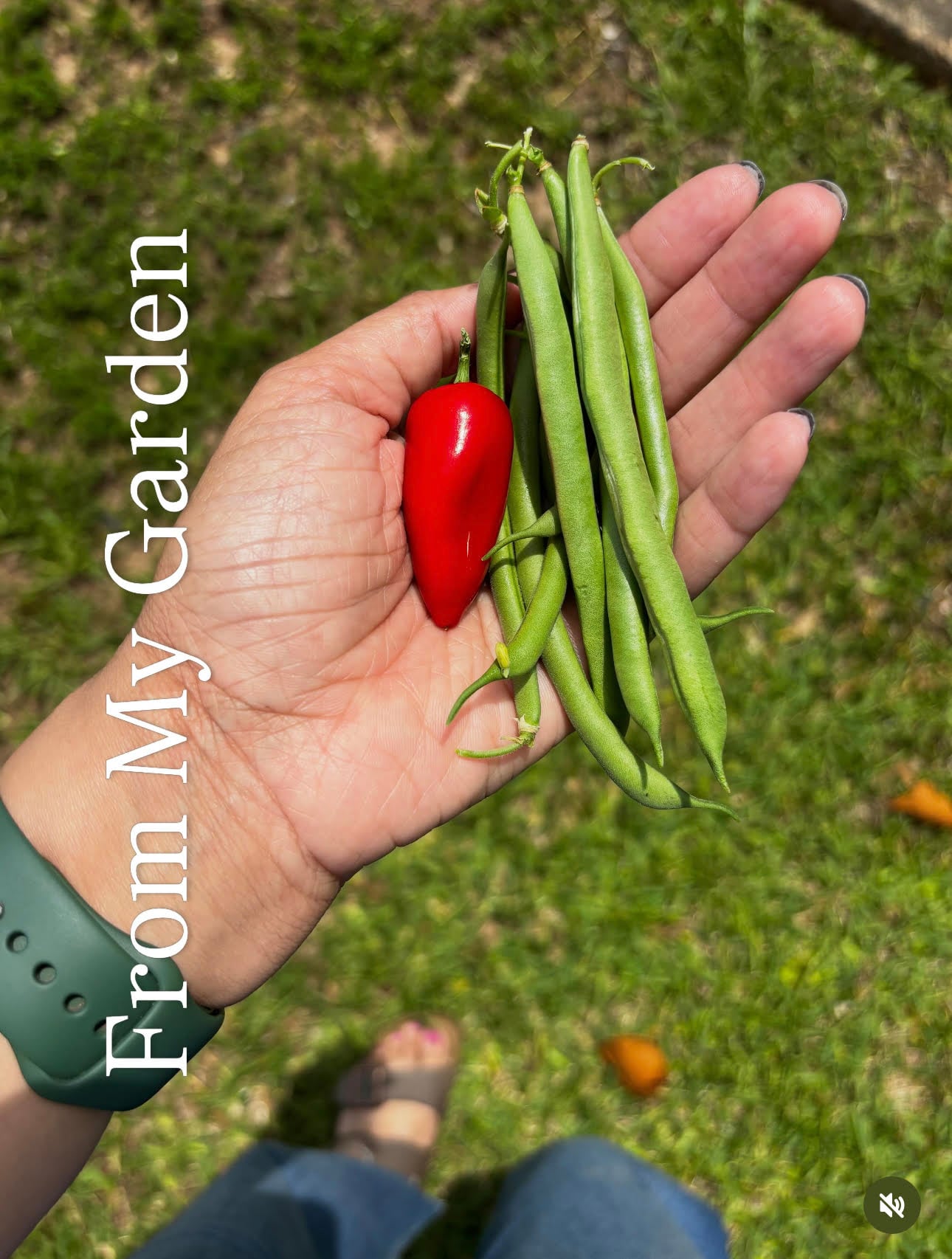 From My Garden {living outside the stacks} Follow @DaenelT on Instagram